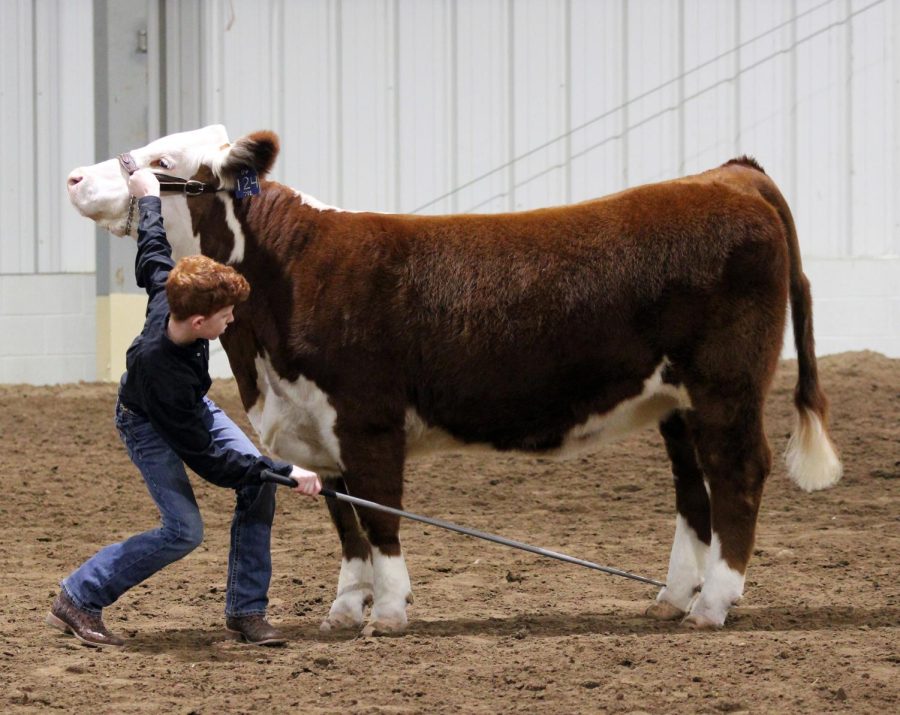 Seventh-grader Blaize Benson shows a steer at the Wall High School stock show.